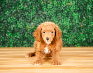 9 week old Mini Goldendoodle Puppy For Sale - Puppy Love PR