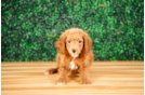 Cute Mini Goldendoodle Baby
