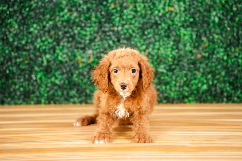 Cute Mini Goldendoodle Baby