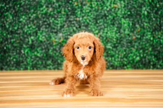 Cute Mini Goldendoodle Baby