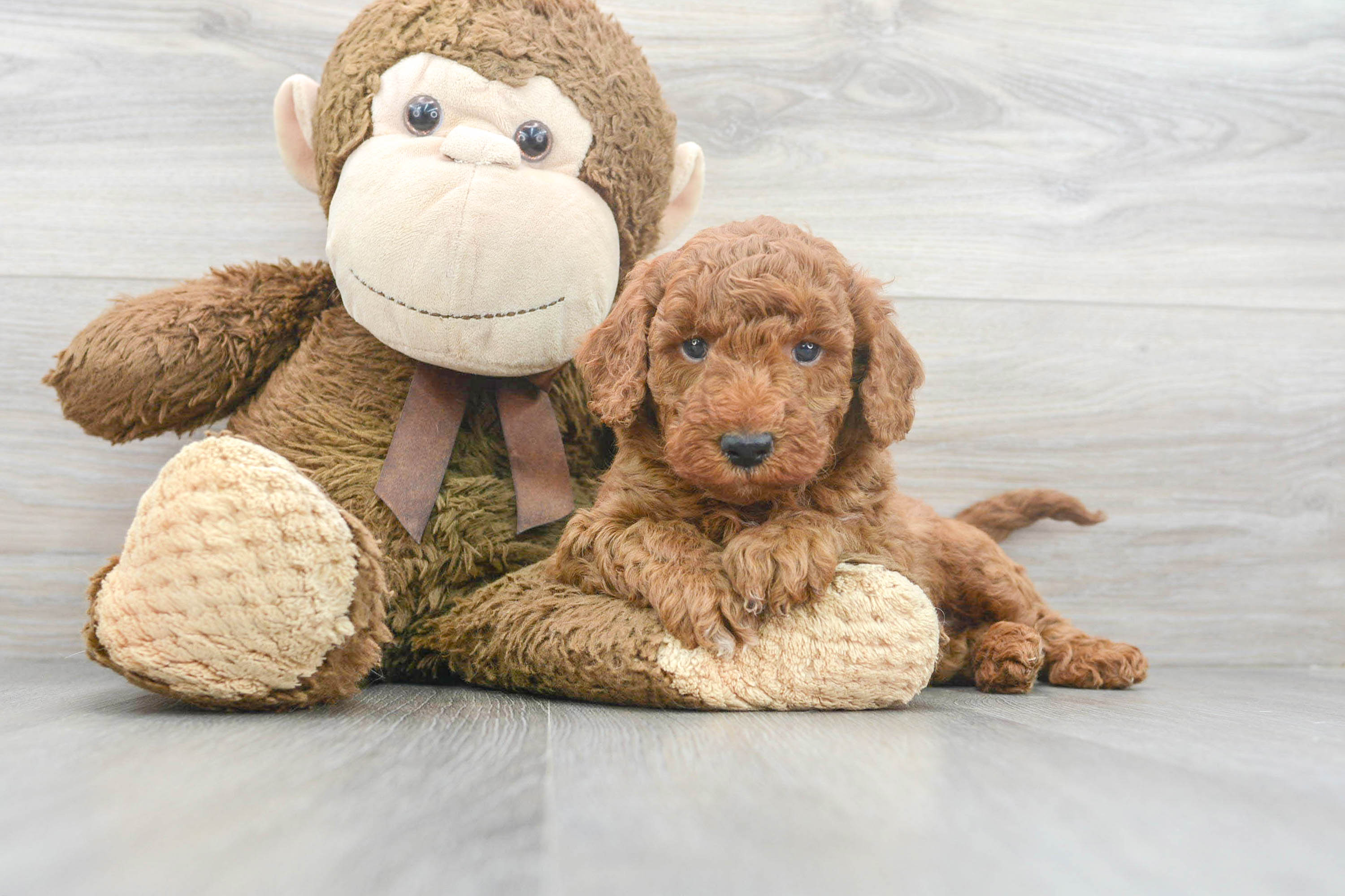 Best Mini Goldendoodle Baby