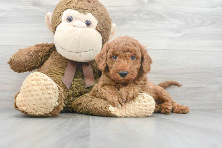 Meet Montego - our Mini Goldendoodle Puppy Photo 1/3 - Puppy Love PR Best Mini Goldendoodle Baby