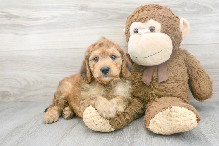 Meet Morocco - our Mini Goldendoodle Puppy Photo 1/3 - Puppy Love PR Mini Goldendoodle Puppy for Adoption
