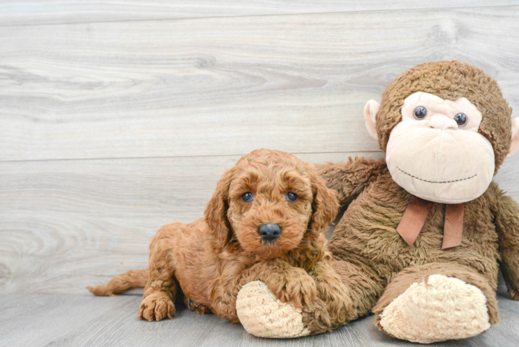 Mini Goldendoodle Pup Being Cute