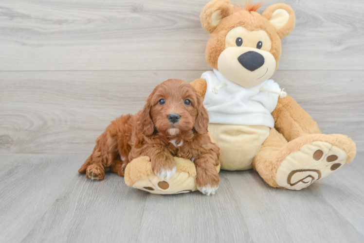 Meet Morpheus - our Mini Goldendoodle Puppy Photo 1/3 - Puppy Love PR Small Mini Goldendoodle Baby