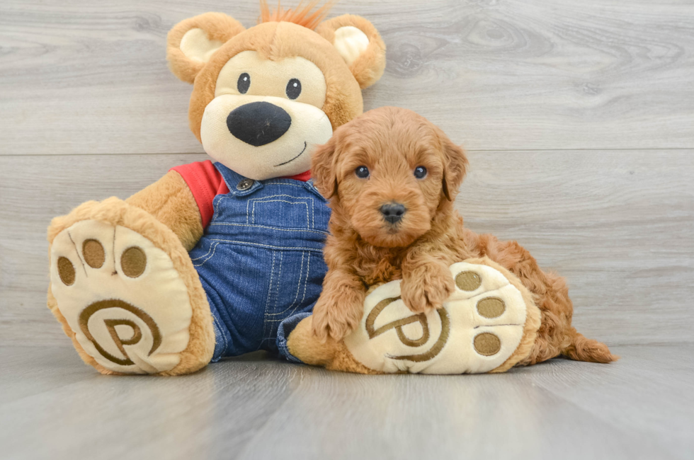 6 week old Mini Goldendoodle Puppy For Sale - Puppy Love PR