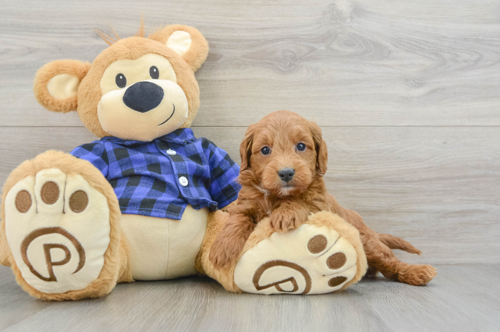 5 week old Mini Goldendoodle Puppy For Sale - Puppy Love PR