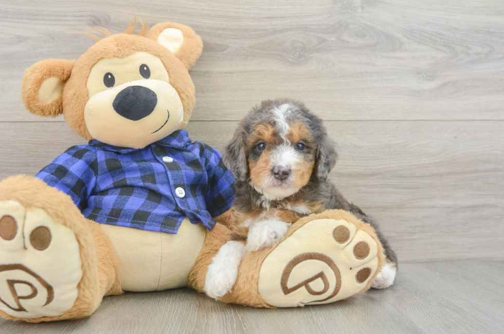 5 week old Mini Goldendoodle Puppy For Sale - Puppy Love PR