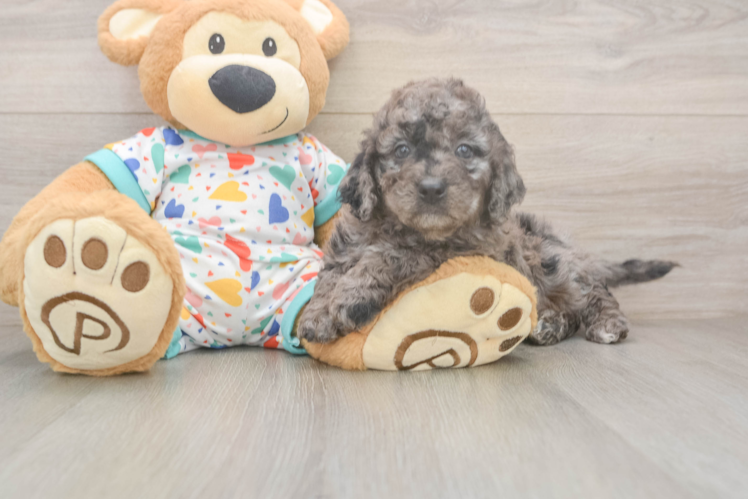 Fluffy Mini Goldendoodle Poodle Mix Pup