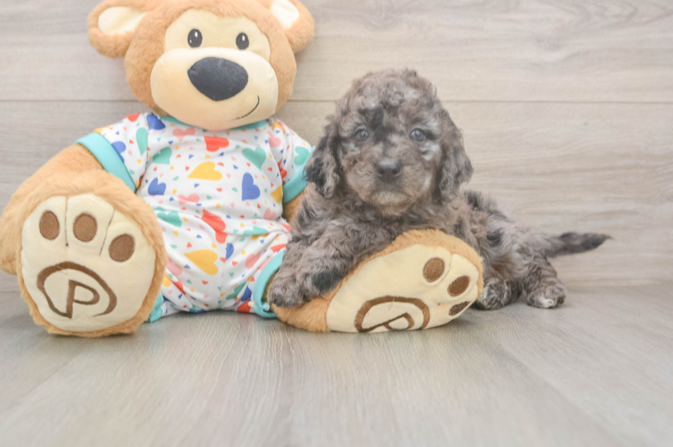 7 week old Mini Goldendoodle Puppy For Sale - Puppy Love PR