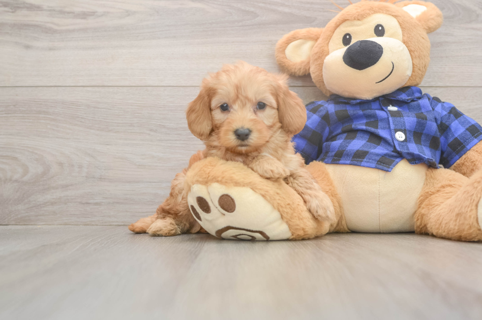 6 week old Mini Goldendoodle Puppy For Sale - Puppy Love PR
