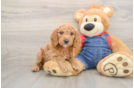 Mini Goldendoodle Puppy for Adoption