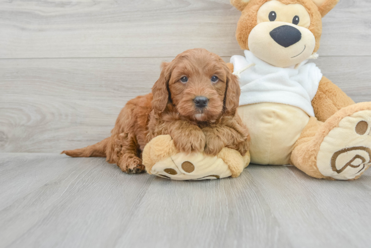 Meet Motley - our Mini Goldendoodle Puppy Photo 1/3 - Puppy Love PR Mini Goldendoodle Pup Being Cute