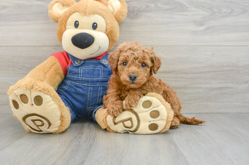 6 week old Mini Goldendoodle Puppy For Sale - Puppy Love PR