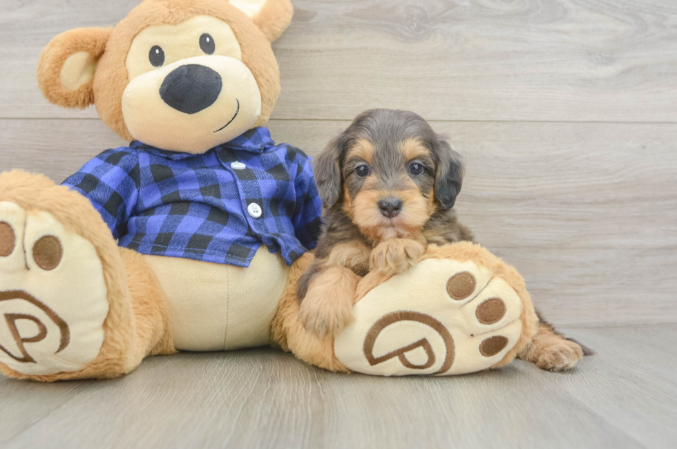 5 week old Mini Goldendoodle Puppy For Sale - Puppy Love PR