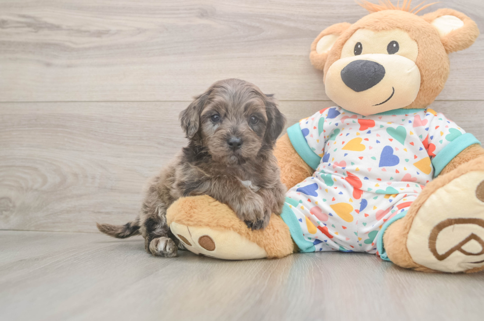 7 week old Mini Goldendoodle Puppy For Sale - Puppy Love PR
