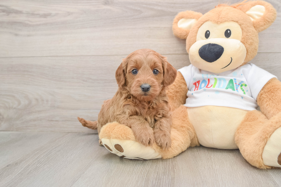 Mini Goldendoodle Pup Being Cute