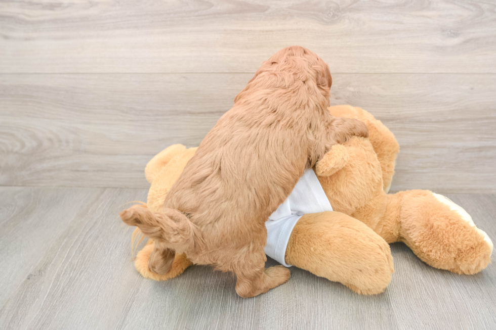 Mini Goldendoodle Pup Being Cute