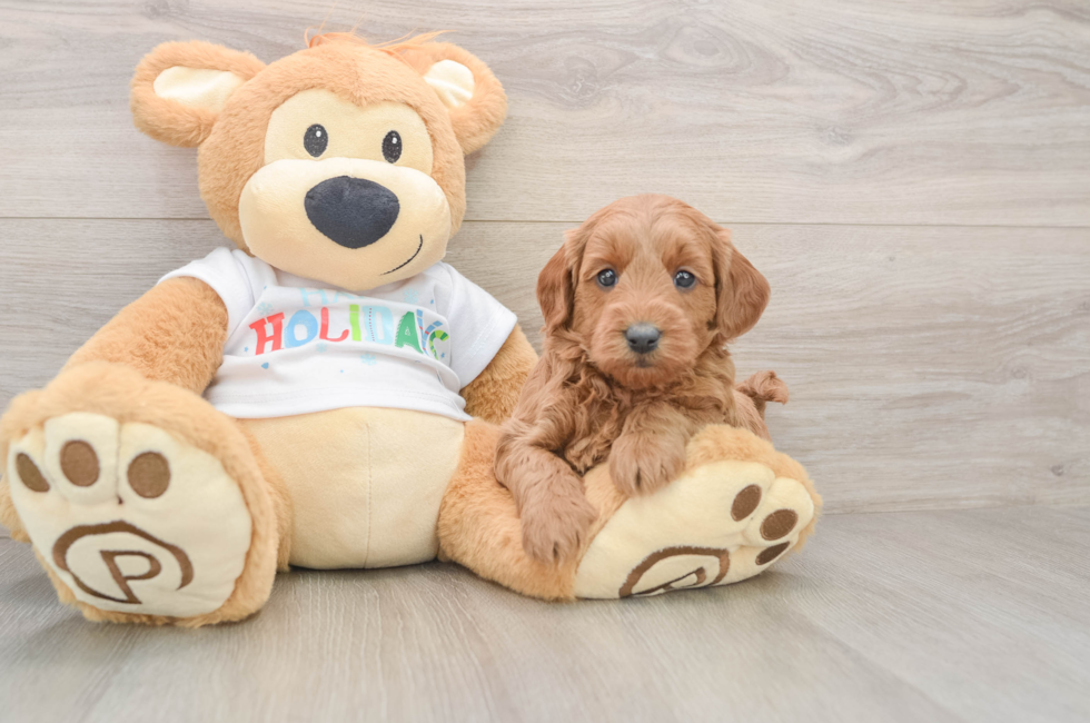 5 week old Mini Goldendoodle Puppy For Sale - Puppy Love PR