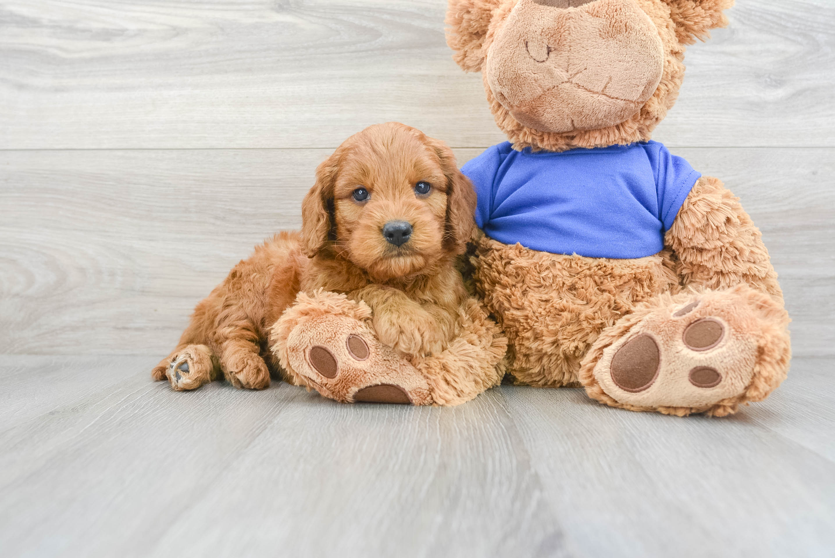 Happy Mini Goldendoodle Baby