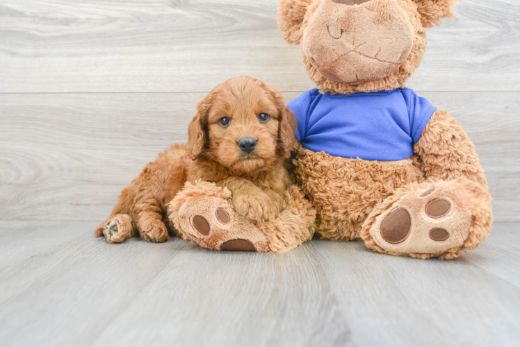 Meet Mumford - our Mini Goldendoodle Puppy Photo 1/3 - Puppy Love PR Happy Mini Goldendoodle Baby