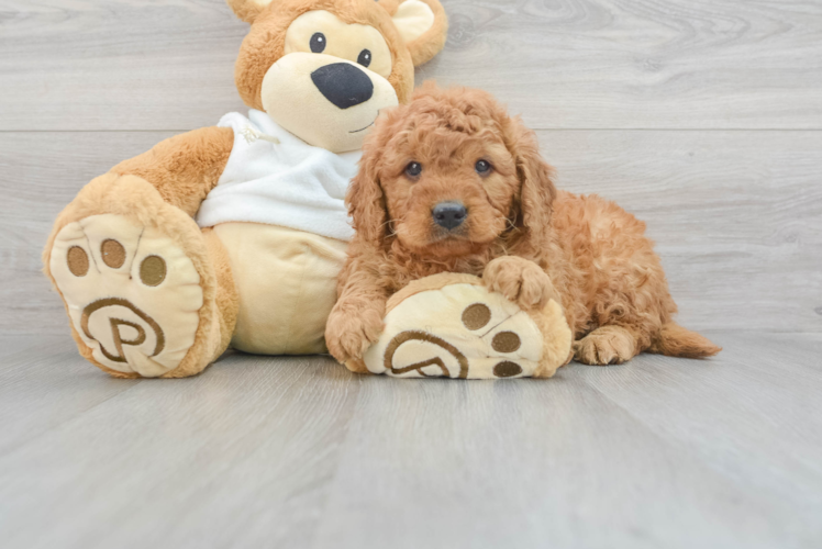 Meet Mumford - our Mini Goldendoodle Puppy Photo 1/3 - Puppy Love PR Smart Mini Goldendoodle Poodle Mix Pup