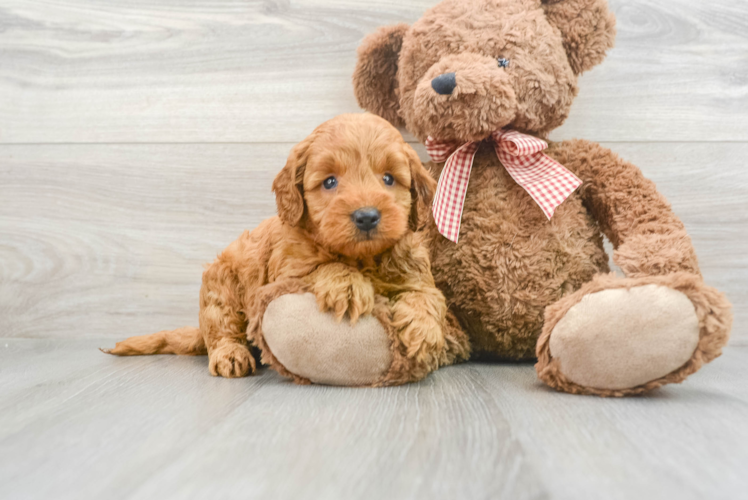 Energetic Golden Retriever Poodle Mix Puppy