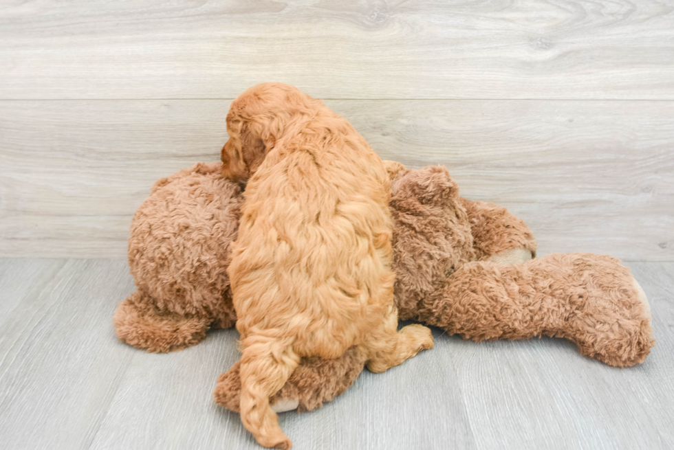 Mini Goldendoodle Pup Being Cute