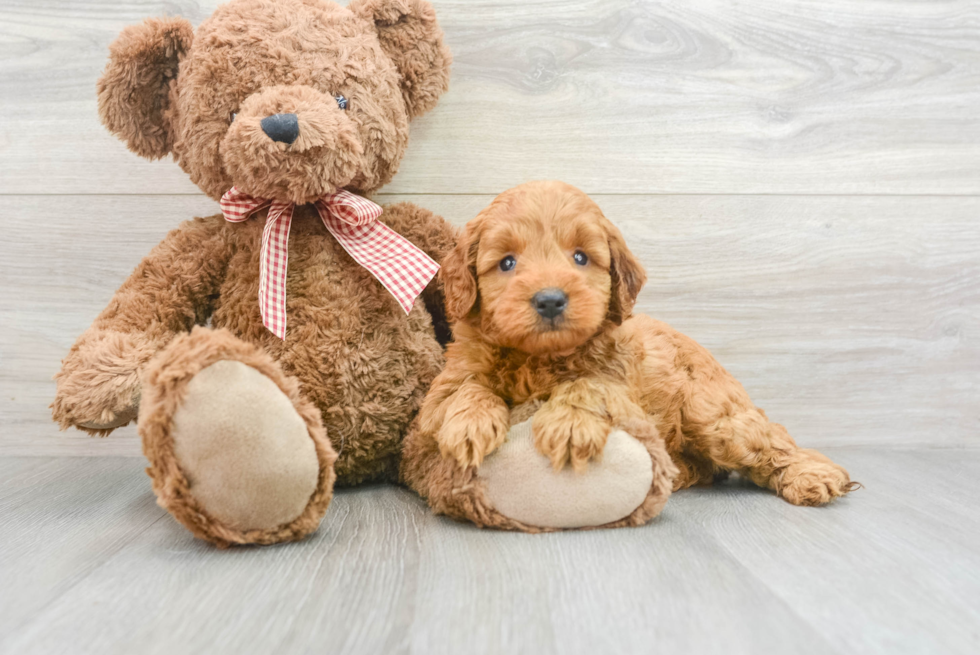 Playful Golden Retriever Poodle Mix Puppy