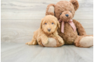 Little Mini Goldenpoo Poodle Mix Puppy