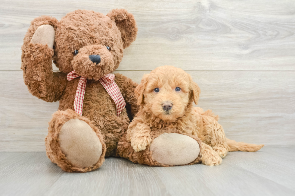 6 week old Mini Goldendoodle Puppy For Sale - Puppy Love PR