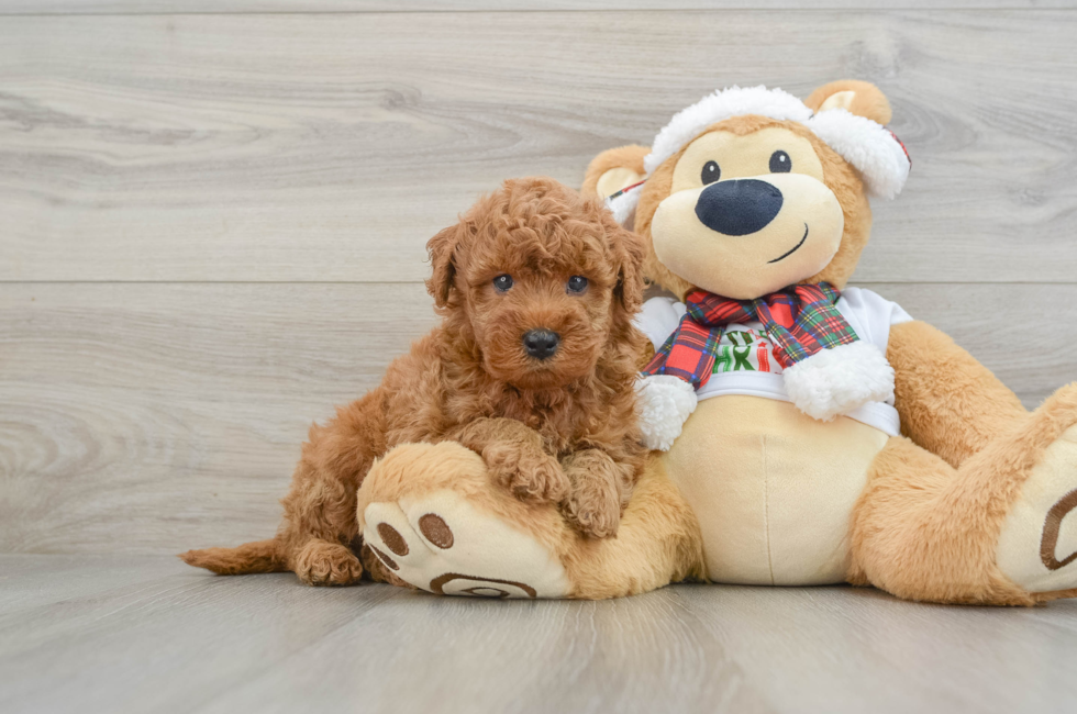 5 week old Mini Goldendoodle Puppy For Sale - Puppy Love PR