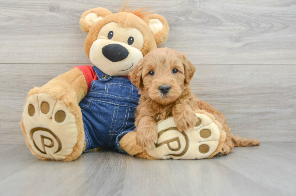 6 week old Mini Goldendoodle Puppy For Sale - Puppy Love PR