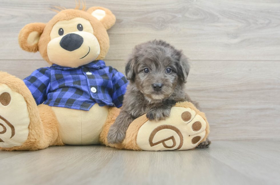 5 week old Mini Goldendoodle Puppy For Sale - Puppy Love PR