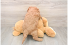 Mini Goldendoodle Puppy for Adoption
