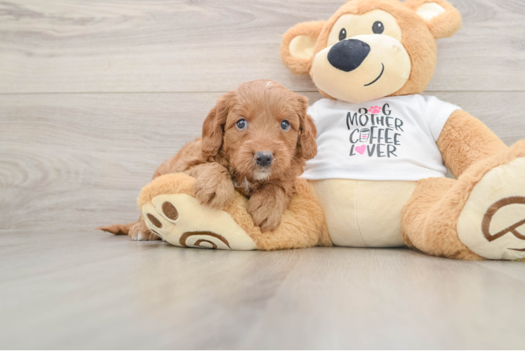 Playful Mini Groodle Poodle Mix Puppy