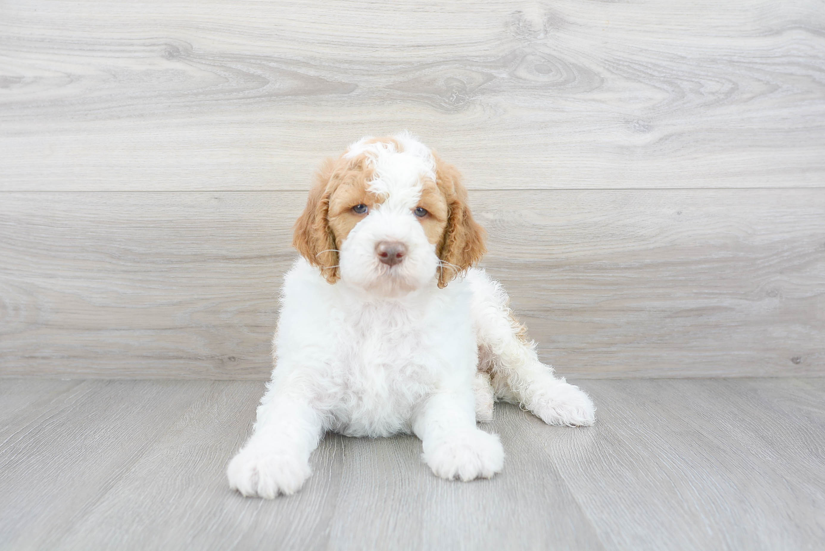Cute Mini Goldendoodle Baby