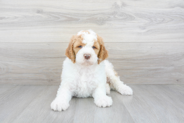 Cute Mini Goldendoodle Baby