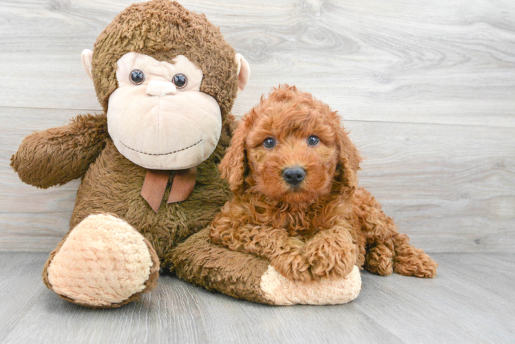 Petite Mini Goldendoodle Poodle Mix Pup