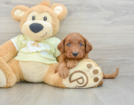 8 week old Mini Goldendoodle Puppy For Sale - Puppy Love PR
