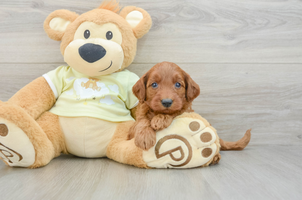 7 week old Mini Goldendoodle Puppy For Sale - Puppy Love PR