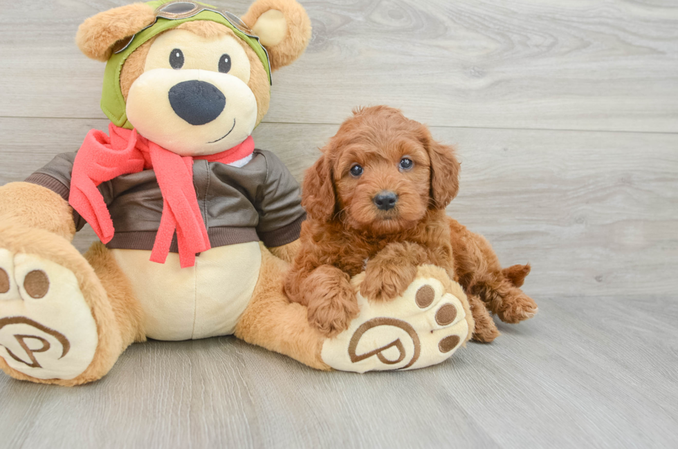5 week old Mini Goldendoodle Puppy For Sale - Puppy Love PR