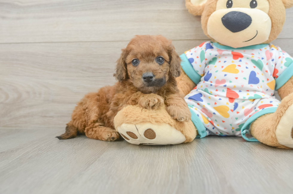 6 week old Mini Goldendoodle Puppy For Sale - Puppy Love PR