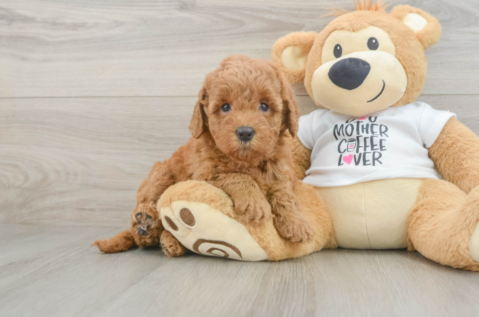 5 week old Mini Goldendoodle Puppy For Sale - Puppy Love PR