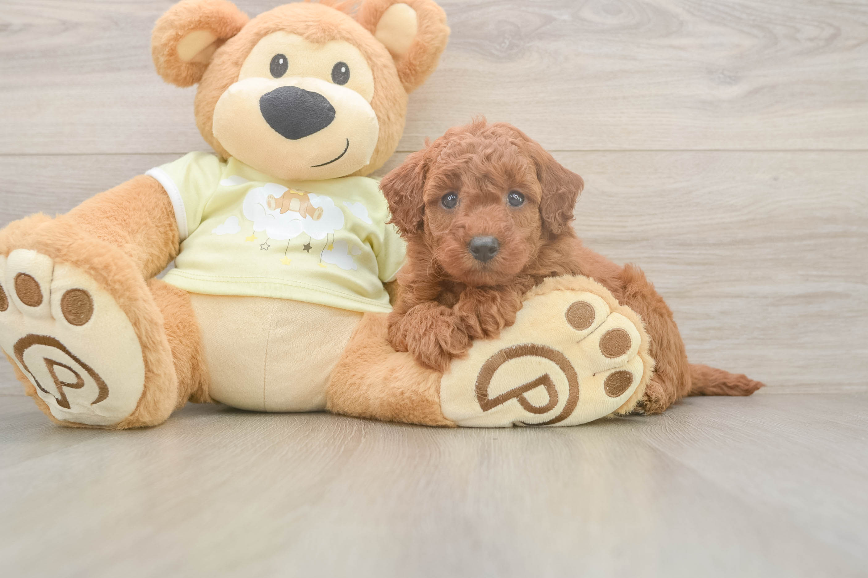 Happy Mini Goldendoodle Baby