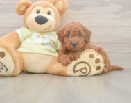 7 week old Mini Goldendoodle Puppy For Sale - Puppy Love PR