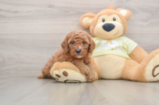 Small Mini Goldendoodle Baby