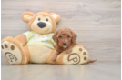 Mini Goldendoodle Puppy for Adoption