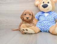7 week old Mini Goldendoodle Puppy For Sale - Puppy Love PR