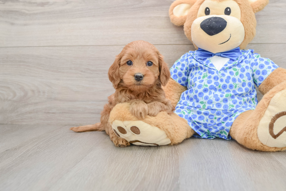 Mini Goldendoodle Puppy for Adoption